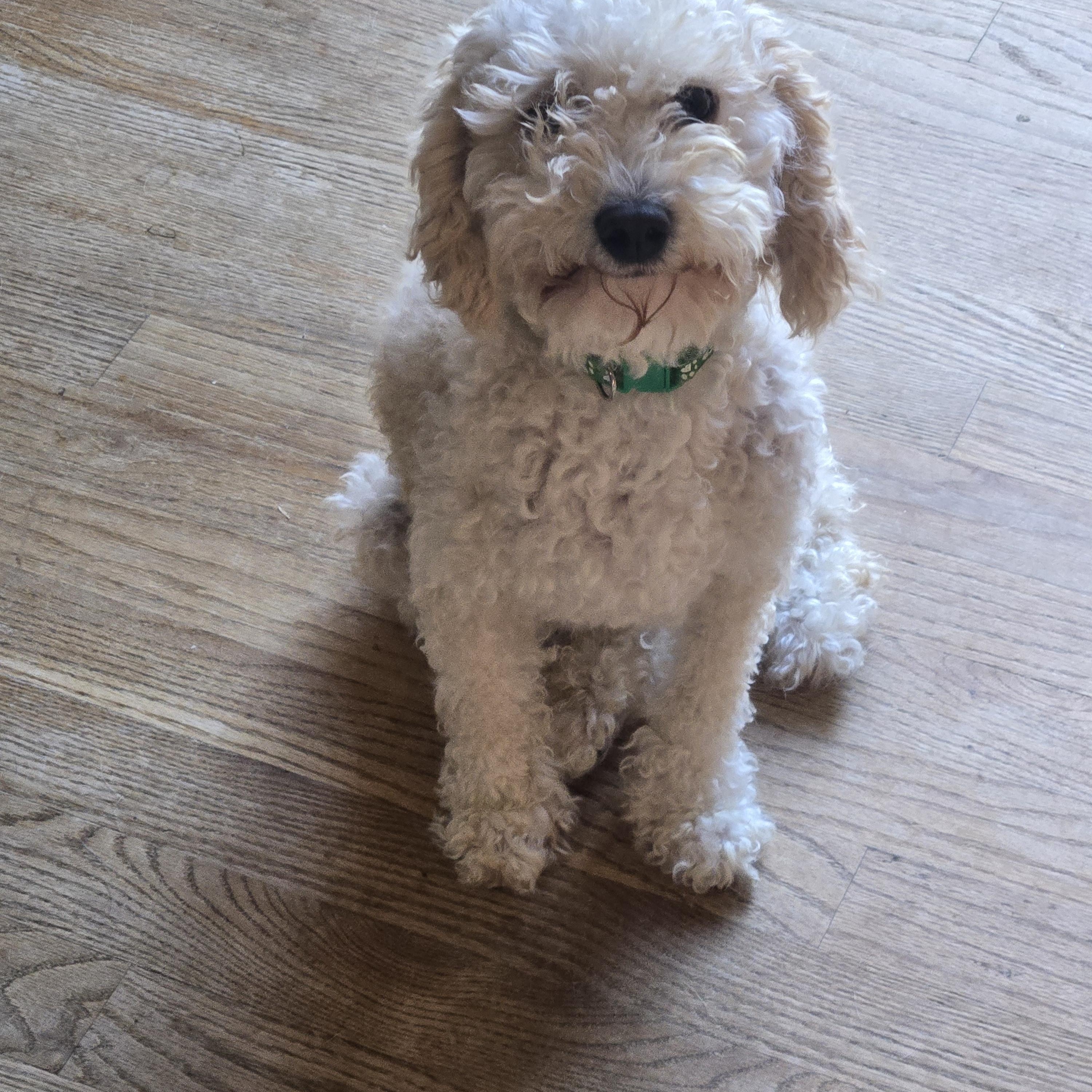Tyson, adopted, Adult Male Poodle.