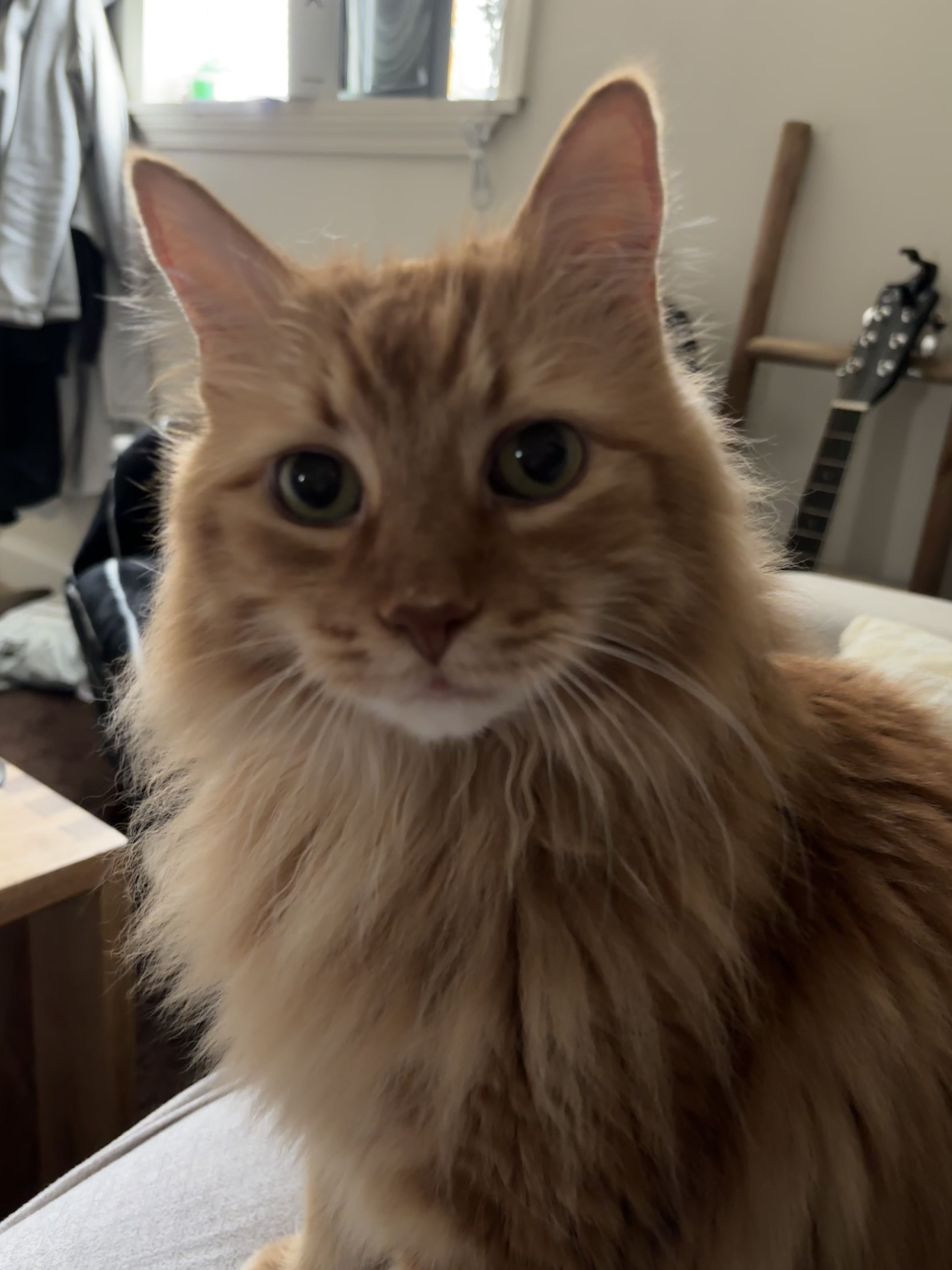 Fletcher, Adoptable, Senior Male Manx & Domestic Long Hair.