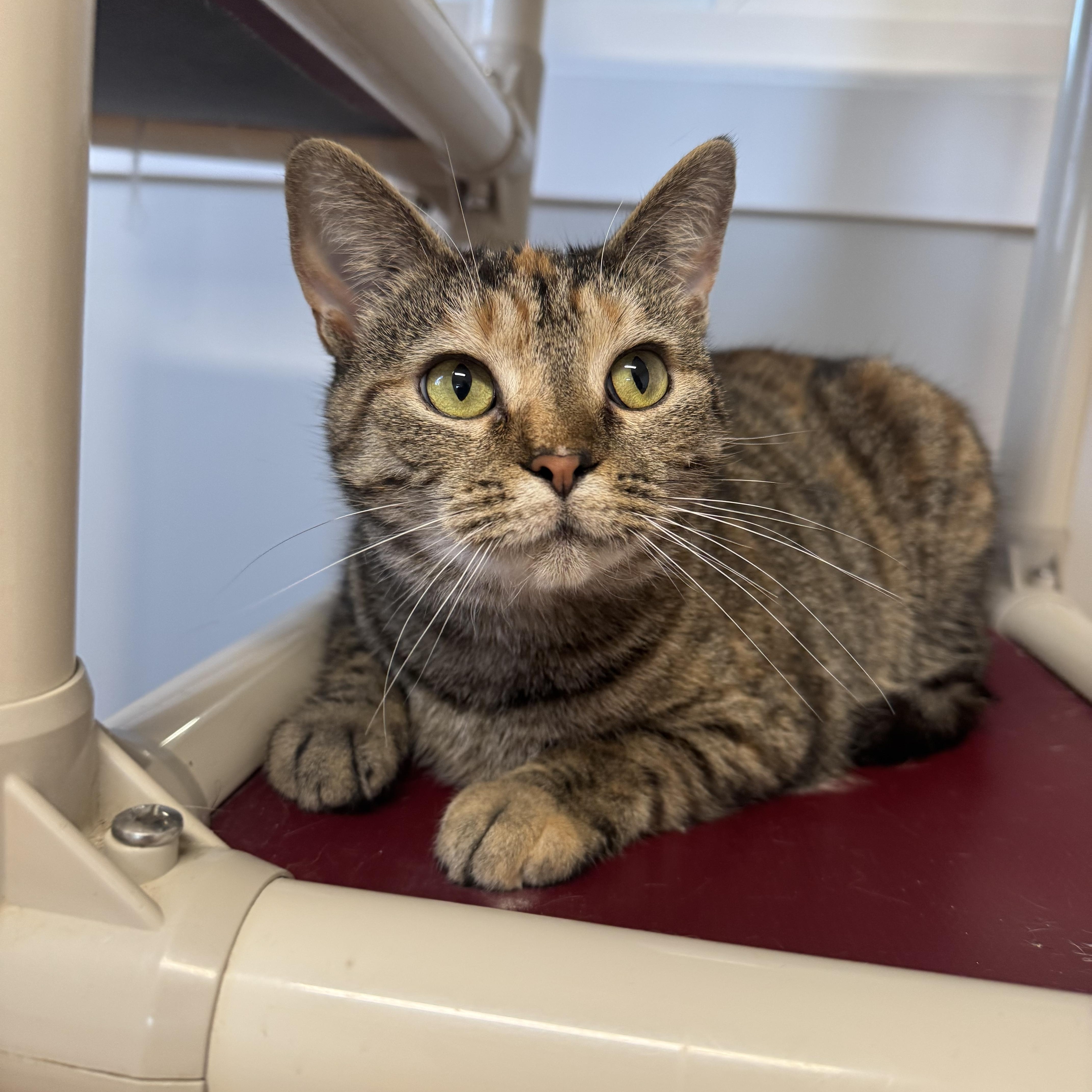 Raisin , ADOPTABLE, Adult Female Domestic Short Hair.