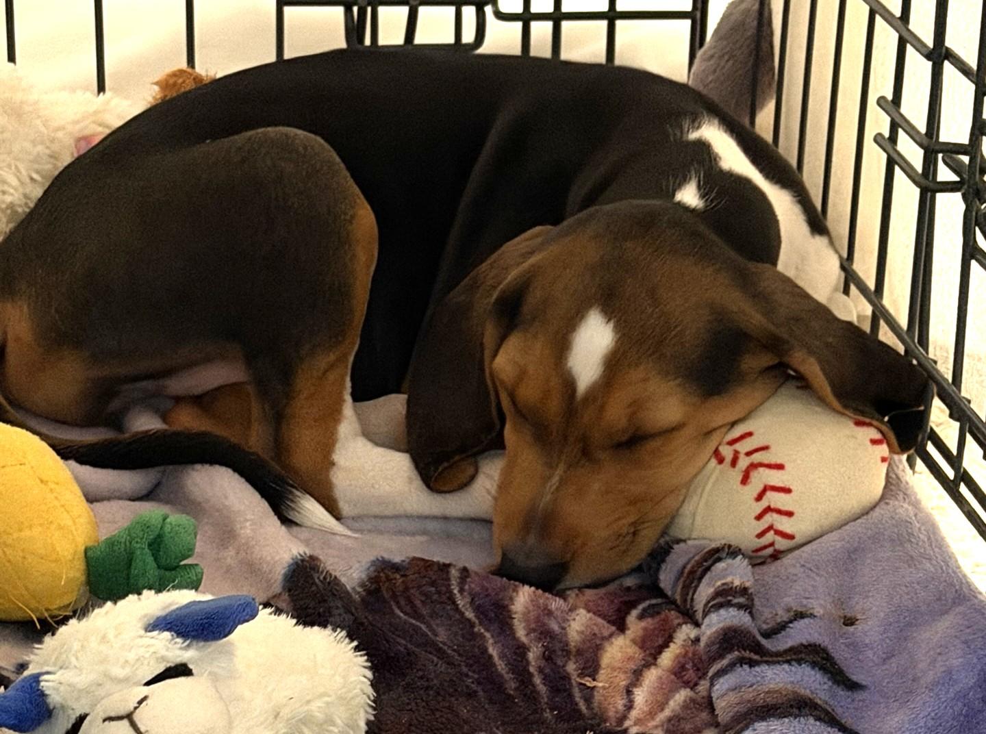 Enlarge Phoebe, a Adopted Beagle in Lexington, MA image 2/2