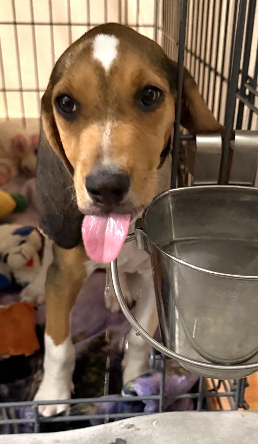 Phoebe, Adopted, Puppy Female Beagle.