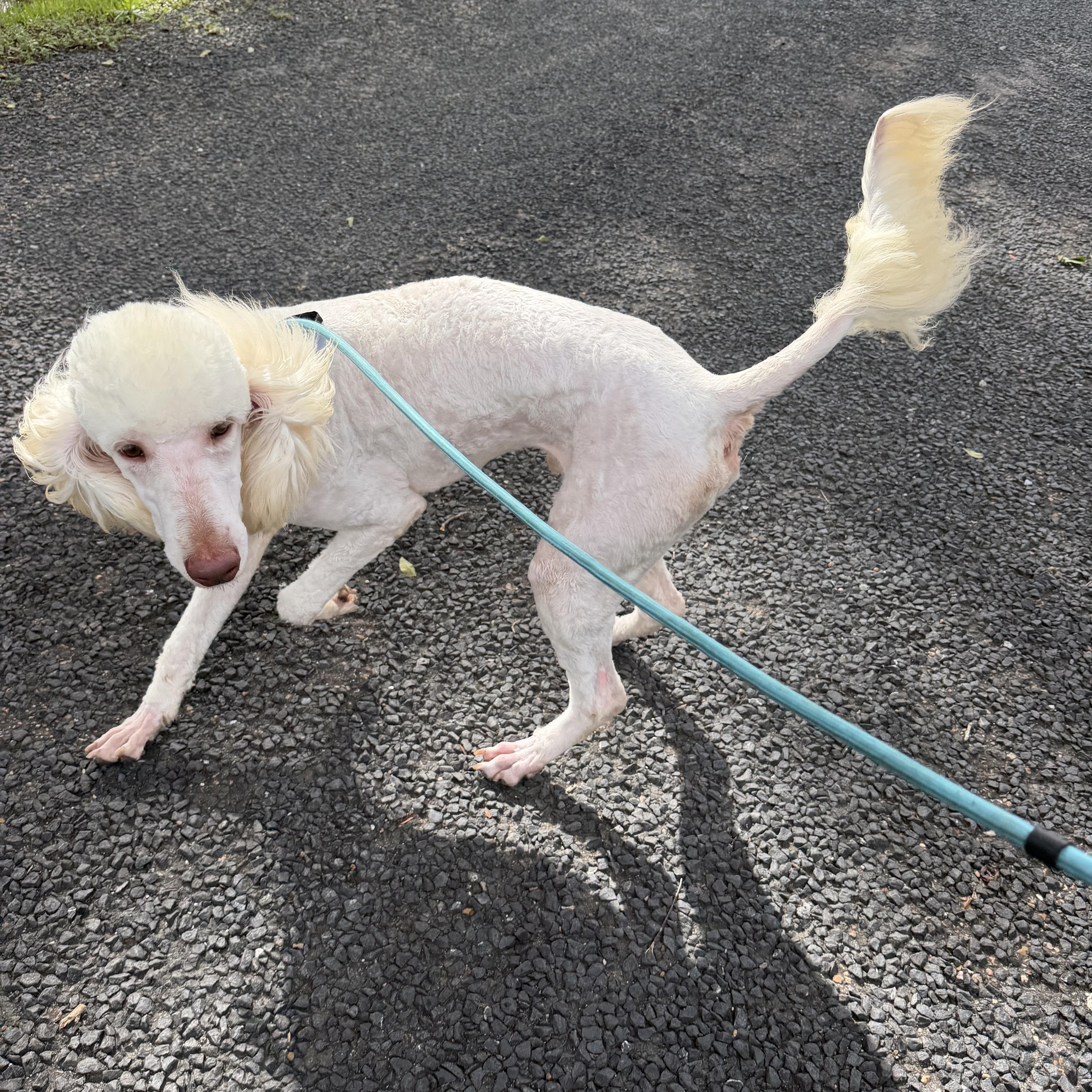 Enlarge Alfie - Local July 24-26, a ADOPTABLE mixed breed in Warwick, RI image 2/2