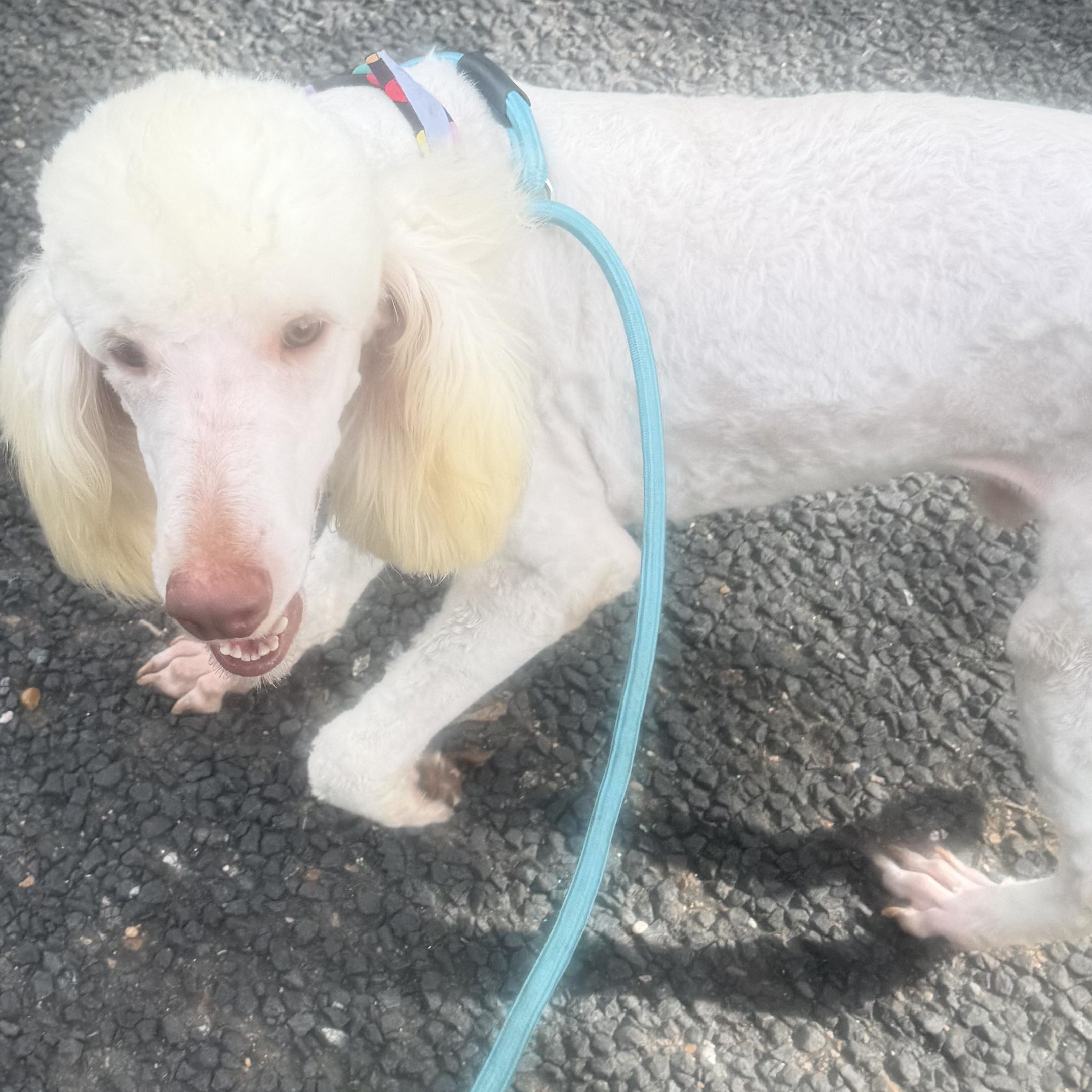 Alfie - Local July 24-26, ADOPTABLE, Young Male Goldendoodle.