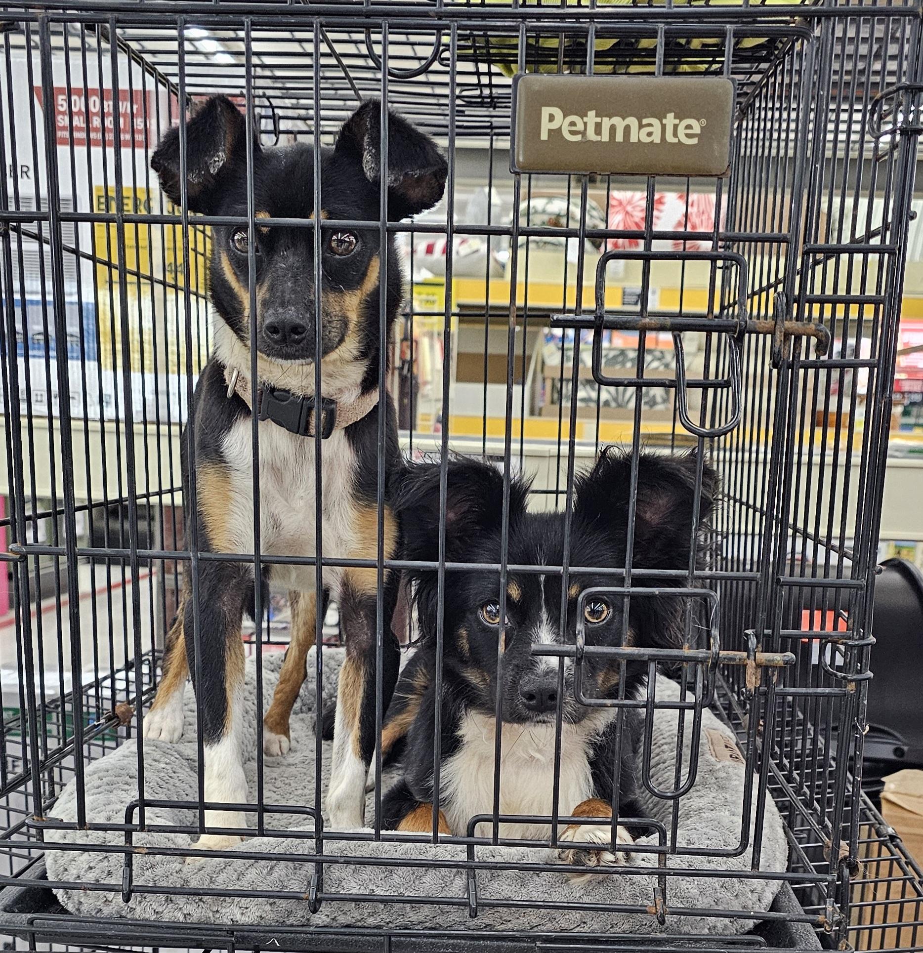 Keno, a ADOPTABLE mixed breed in Columbia, MO image 3/6