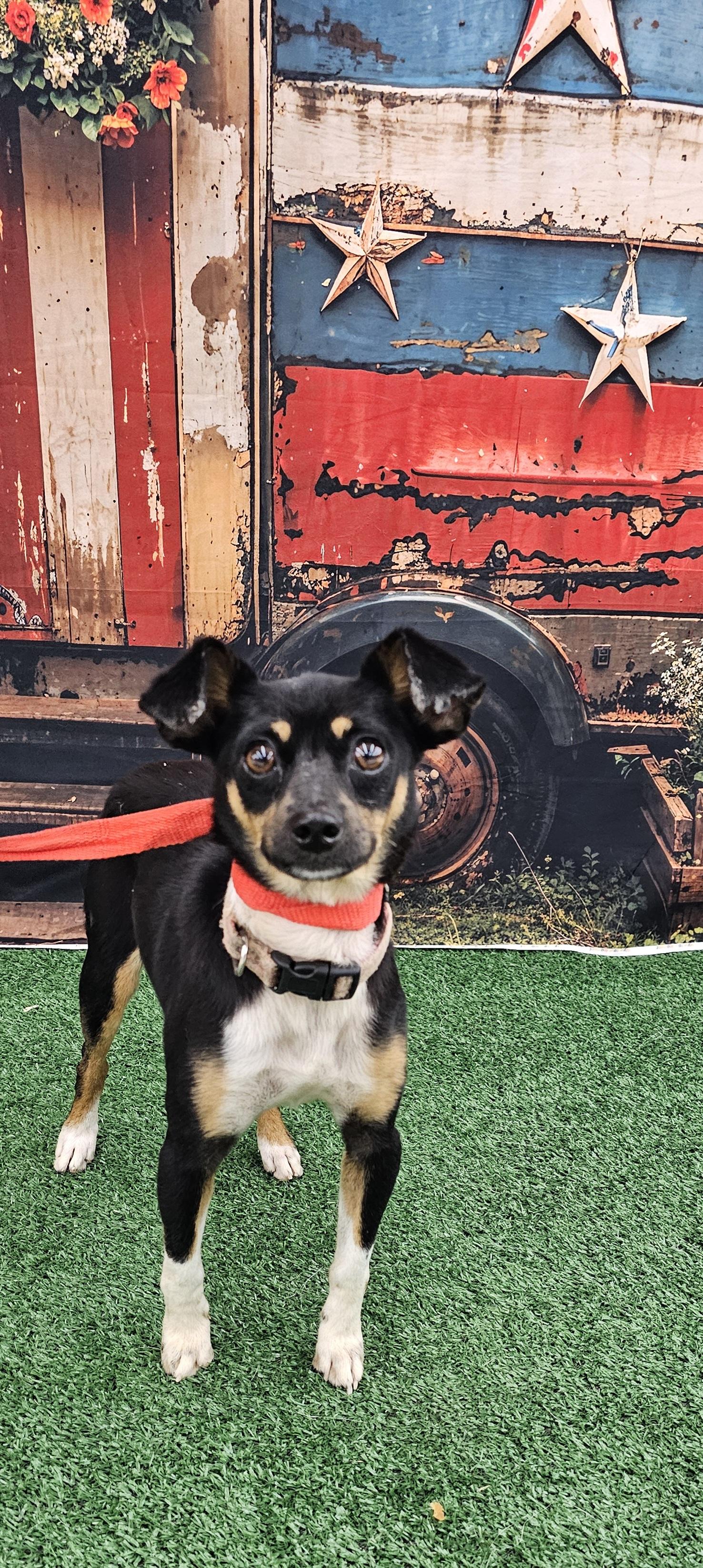 Keno, a ADOPTABLE mixed breed in Columbia, MO image 5/6