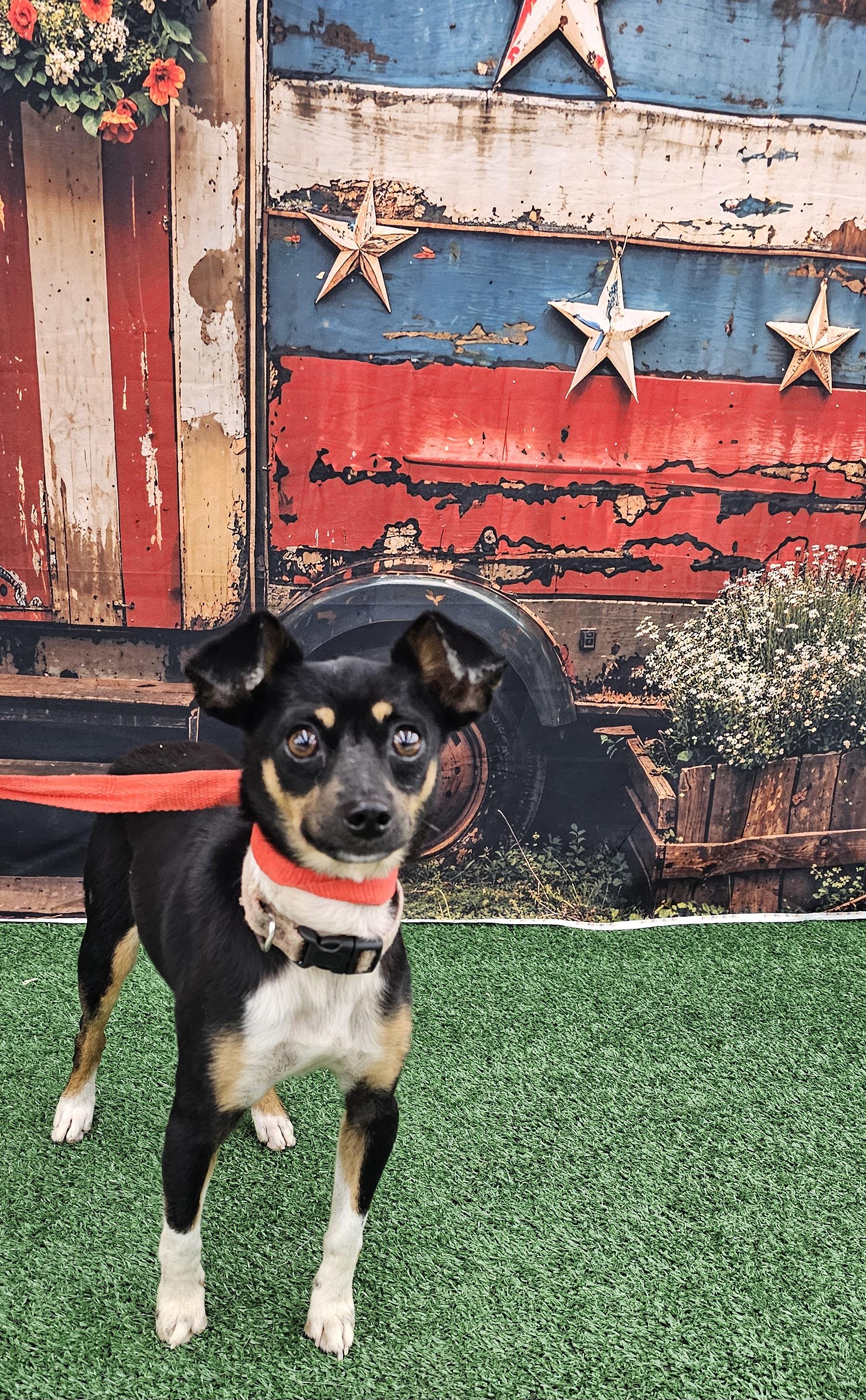 Keno, a ADOPTABLE mixed breed in Columbia, MO image 4/6