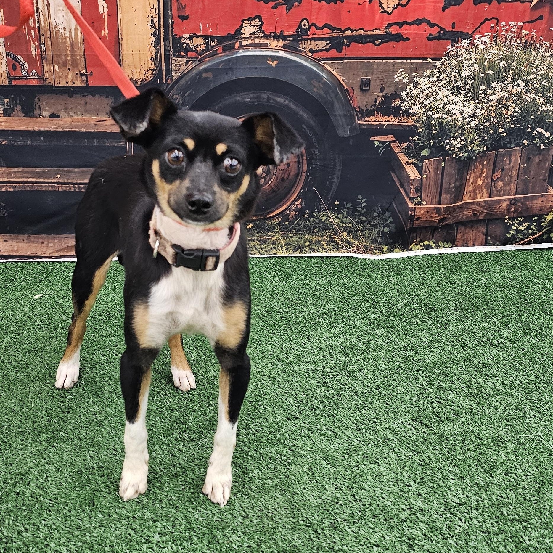 Keno, ADOPTABLE, Young Male Fox Terrier & Chihuahua.