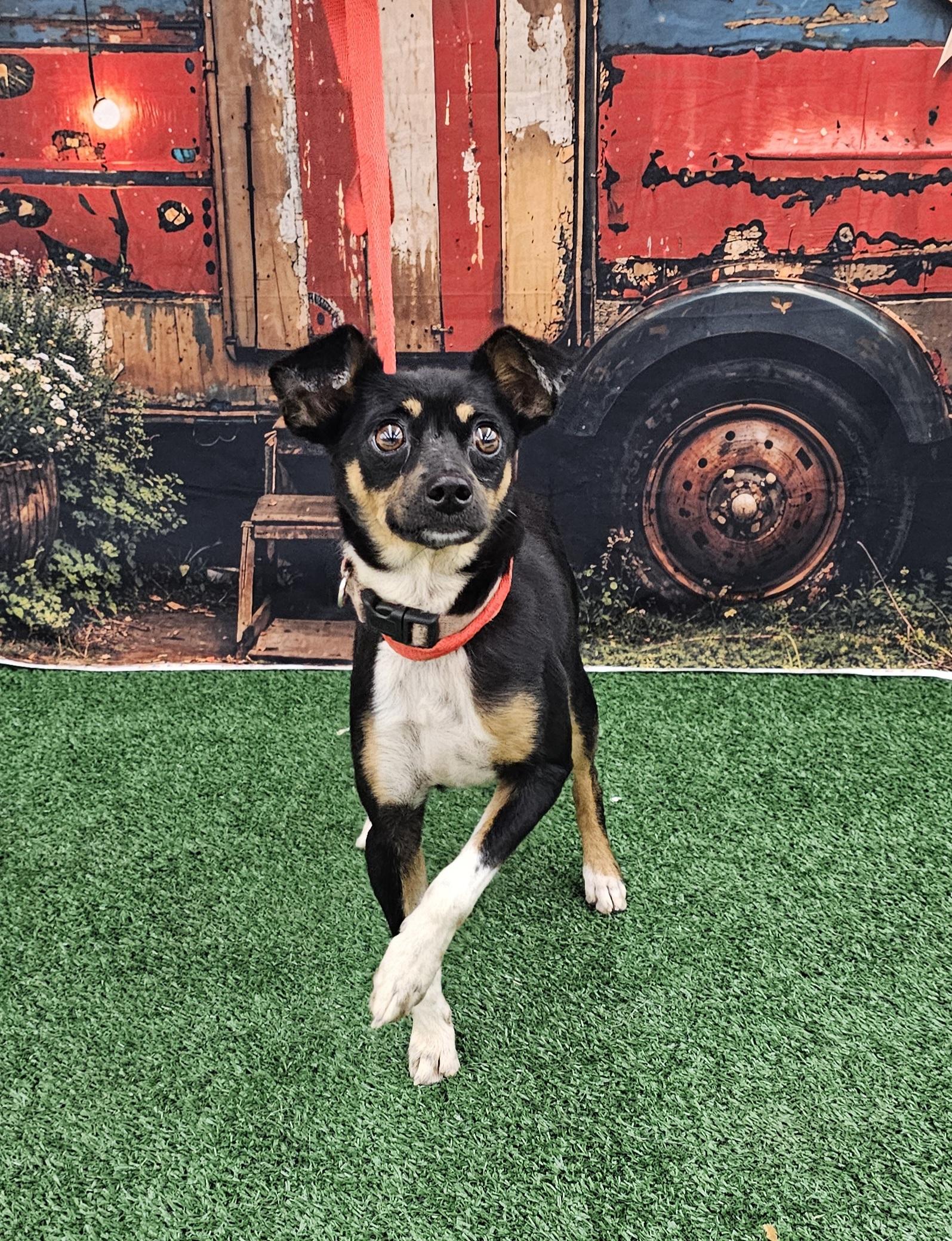 Keno, a ADOPTABLE mixed breed in Columbia, MO image 2/6