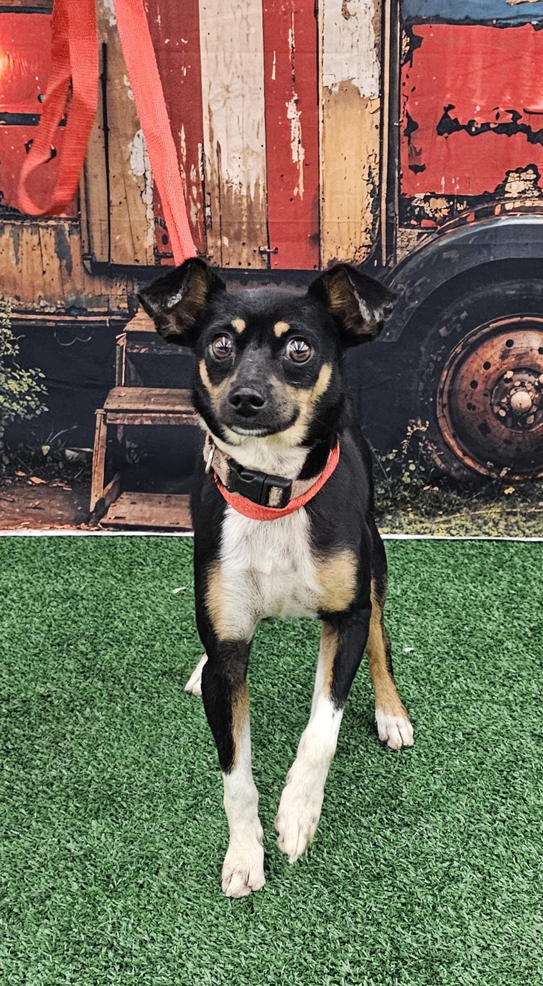 Keno, a ADOPTABLE mixed breed in Columbia, MO image 6/6