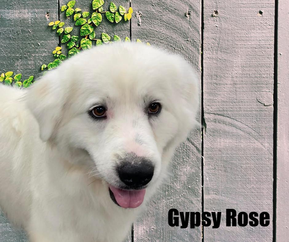 Enlarge Gypsy Rose, an adoptable Great Pyrenees in Marshville, NC image 2/2