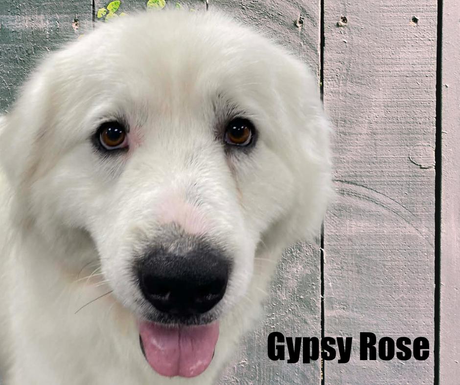 Gypsy Rose, adoptable, Adult Female Great Pyrenees.