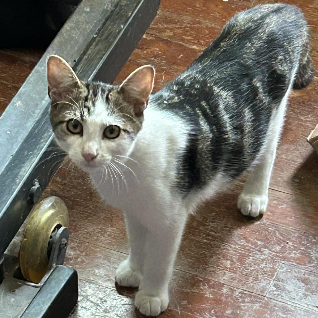 Enlarge Ajax, a Adoptable Domestic Short Hair in Charlottesville, VA image 1/1
