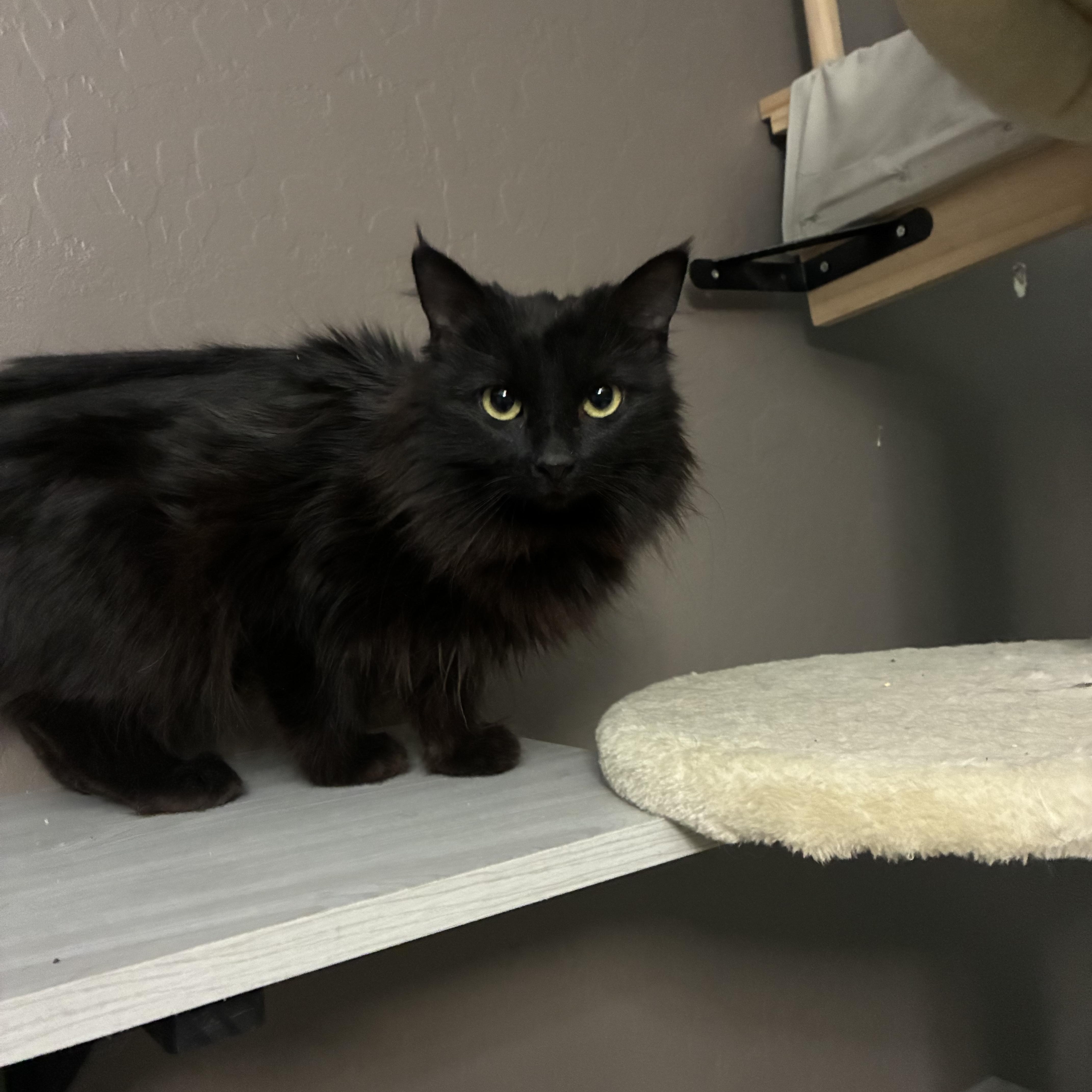 Enlarge Sadie, a ADOPTABLE Domestic Medium Hair in queen creek, AZ image 2/2