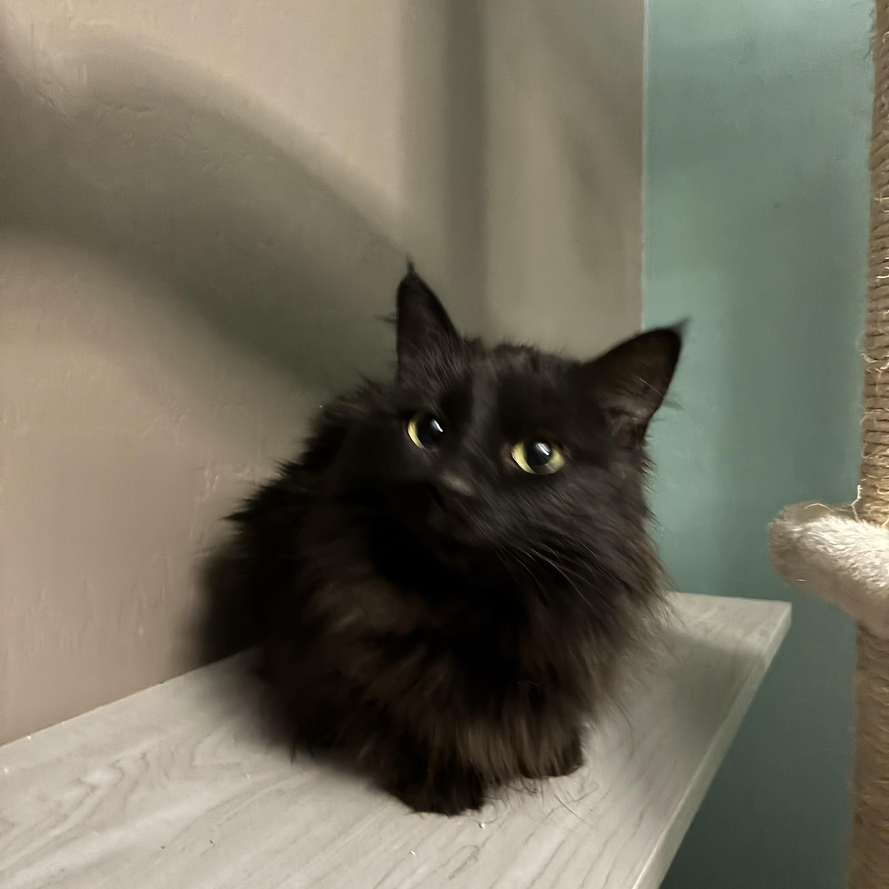 Enlarge Sadie, a ADOPTABLE Domestic Medium Hair in queen creek, AZ image 1/2