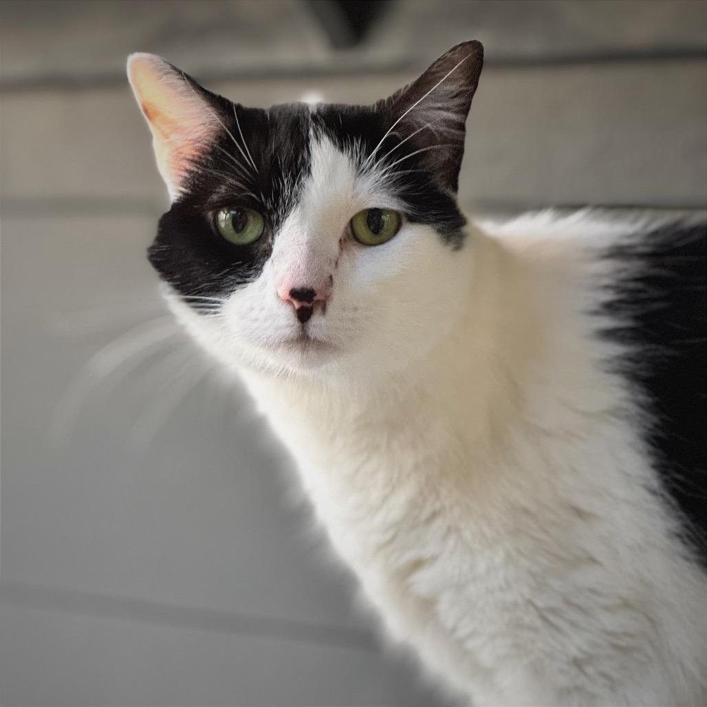 Lizzie, Adoptable, Senior Female Domestic Short Hair.