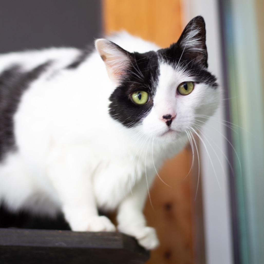 Enlarge Lizzie, a Adoptable Domestic Short Hair in Cumming, GA image 2/2