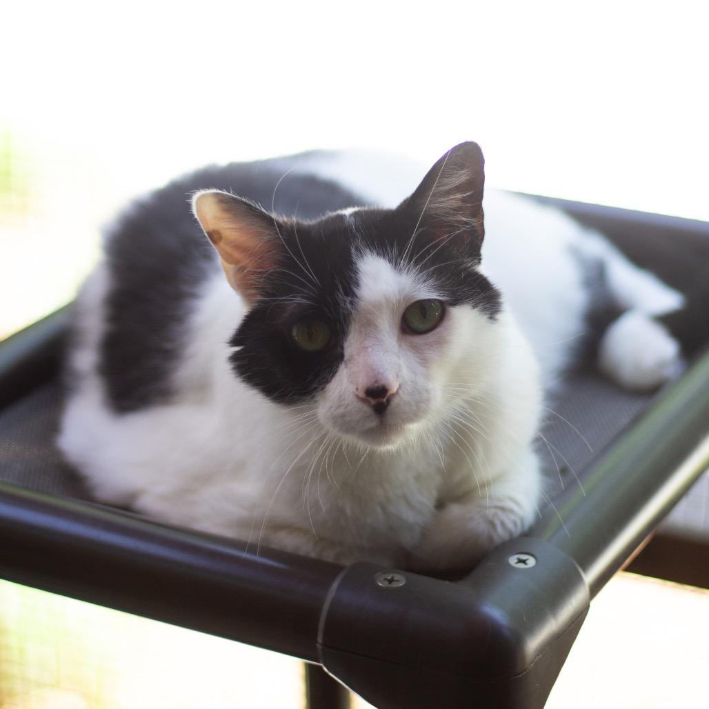 Enlarge Lizzie, a Adoptable Domestic Short Hair in Cumming, GA image 3/3