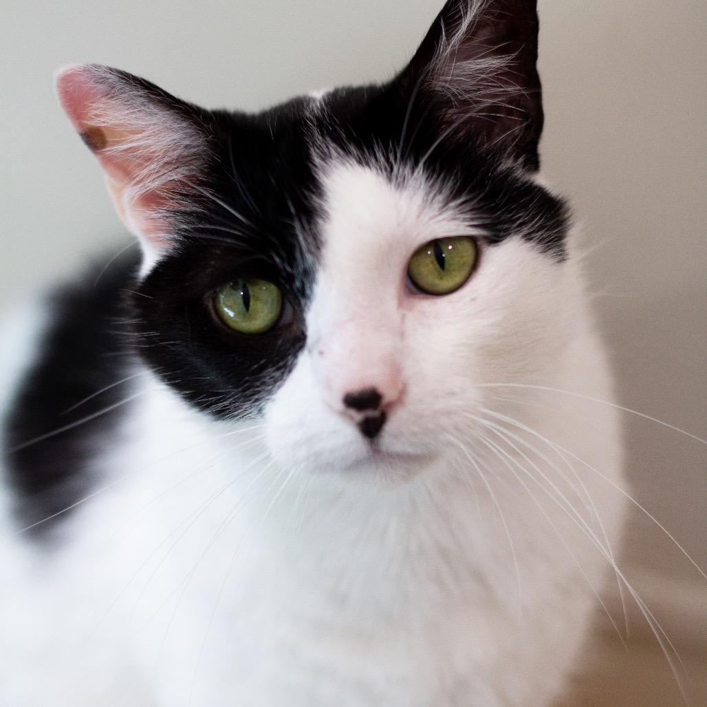 Enlarge Lizzie, a Adoptable Domestic Short Hair in Cumming, GA image 4/4
