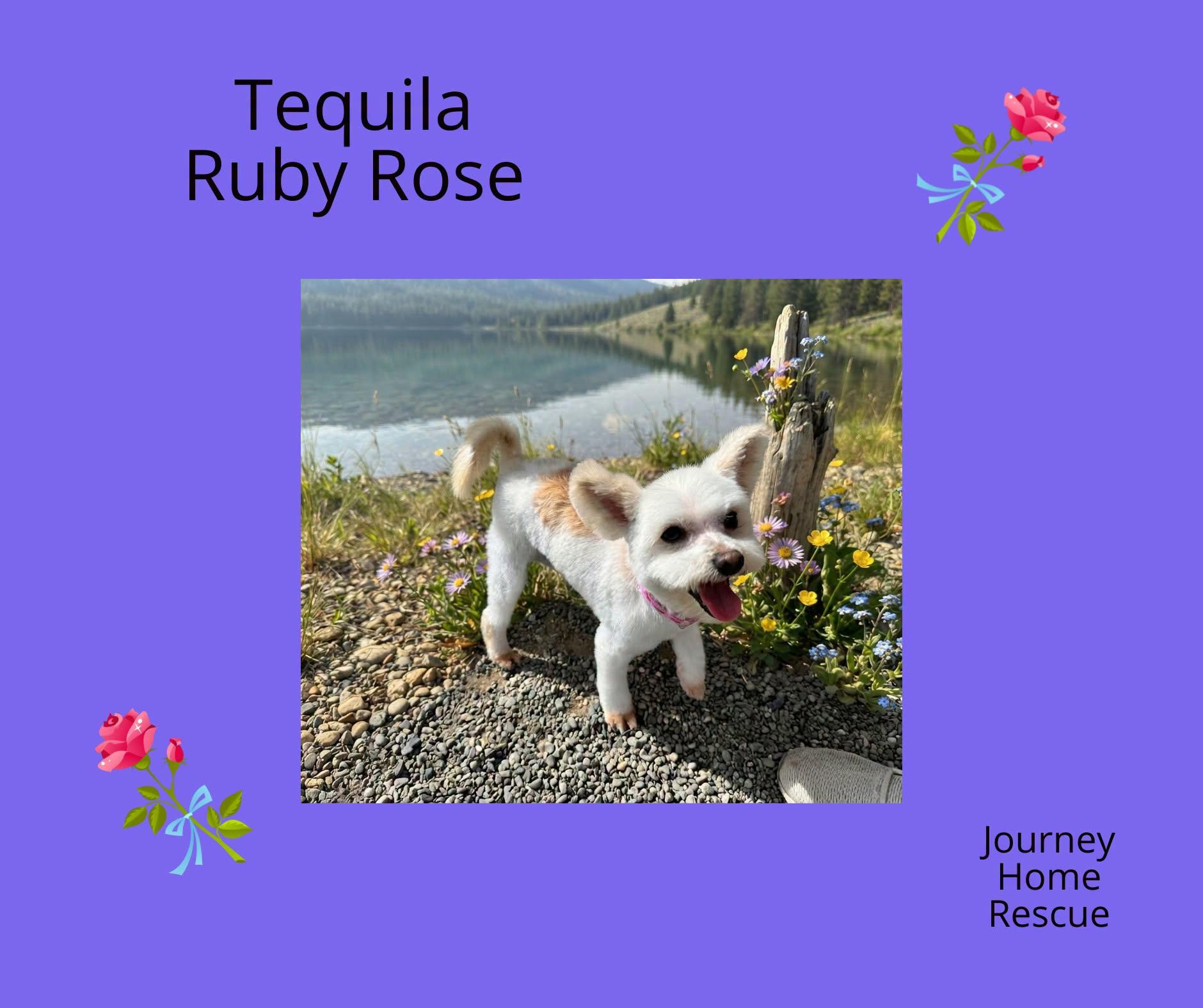 Enlarge Tequila Ruby Rose, a Adoptable mixed breed in East Wenatchee, WA image 1/1