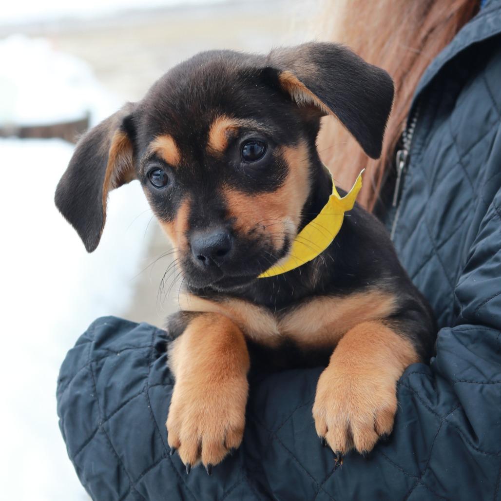 Enlarge CT Tilly avail Mar 7, a Adoptable mixed breed in Eastford, CT image 2/5