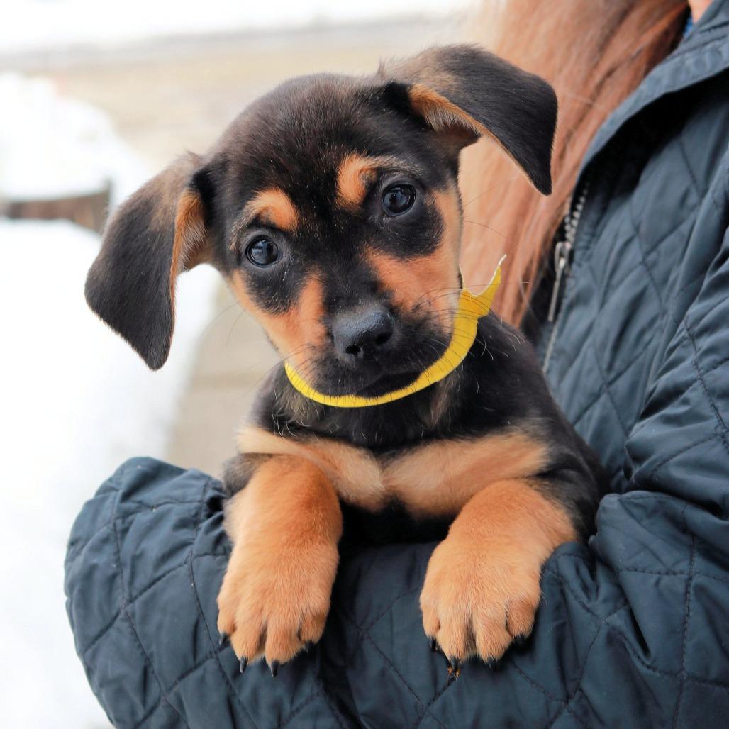 Enlarge CT Tilly avail Mar 7, a Adoptable mixed breed in Eastford, CT image 3/5