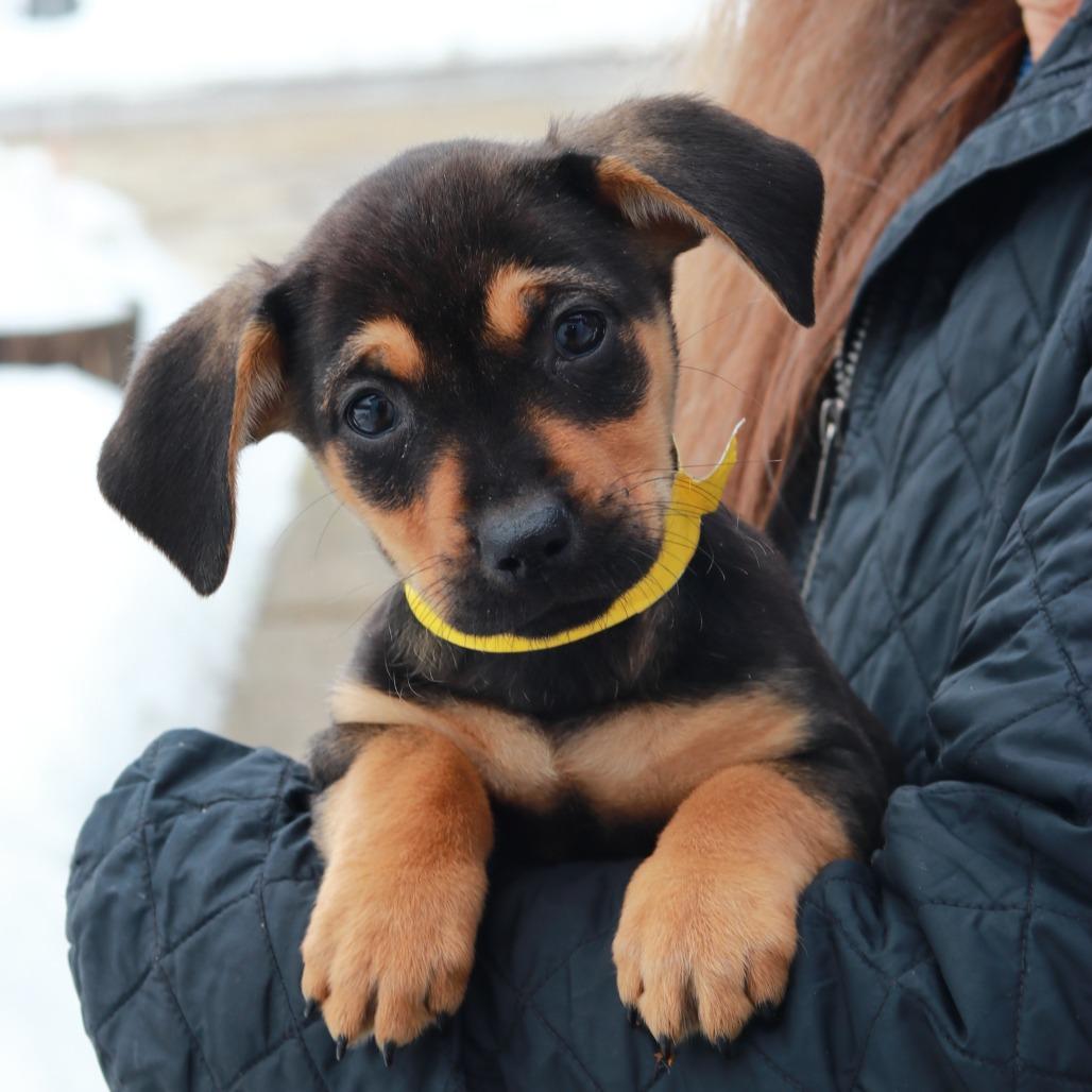 Enlarge CT Tilly avail Mar 7, a Adoptable mixed breed in Eastford, CT image 4/5