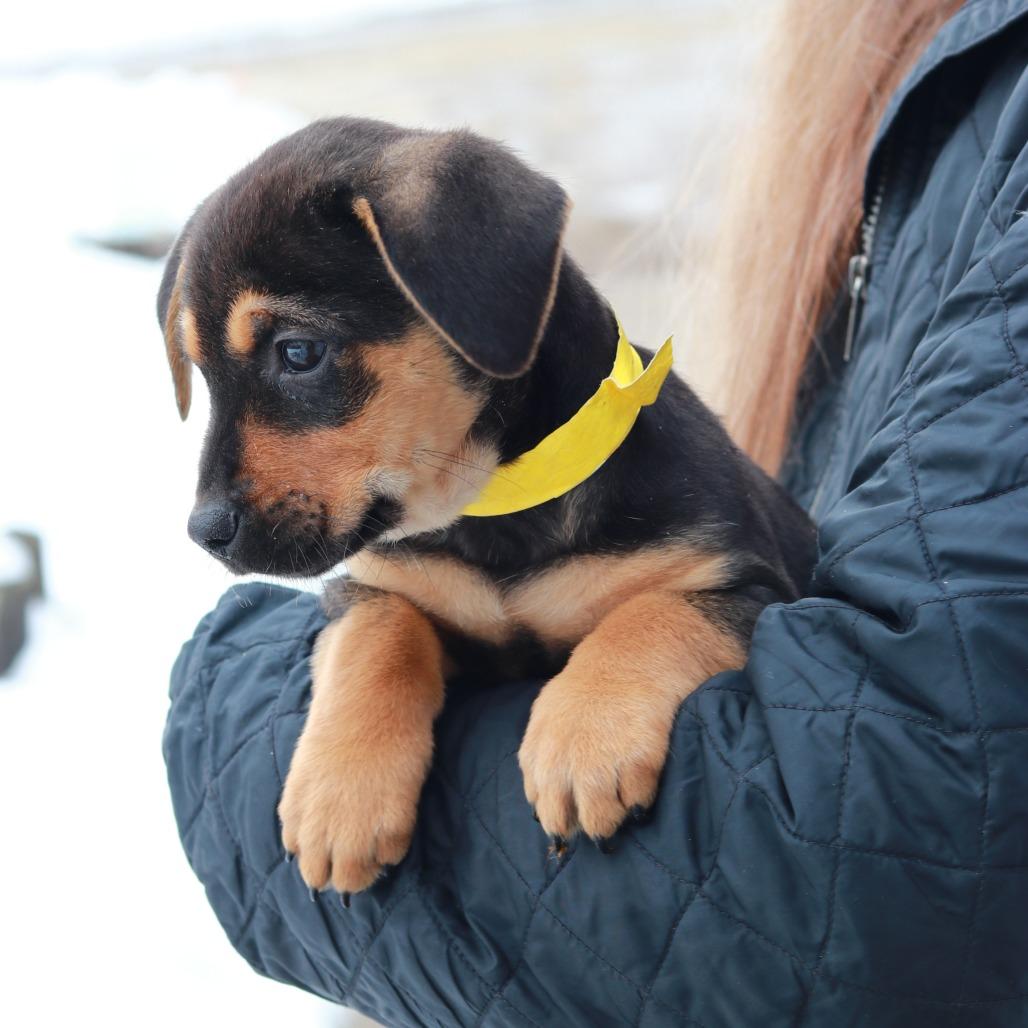 Enlarge CT Tilly avail Mar 7, a Adoptable mixed breed in Eastford, CT image 5/5