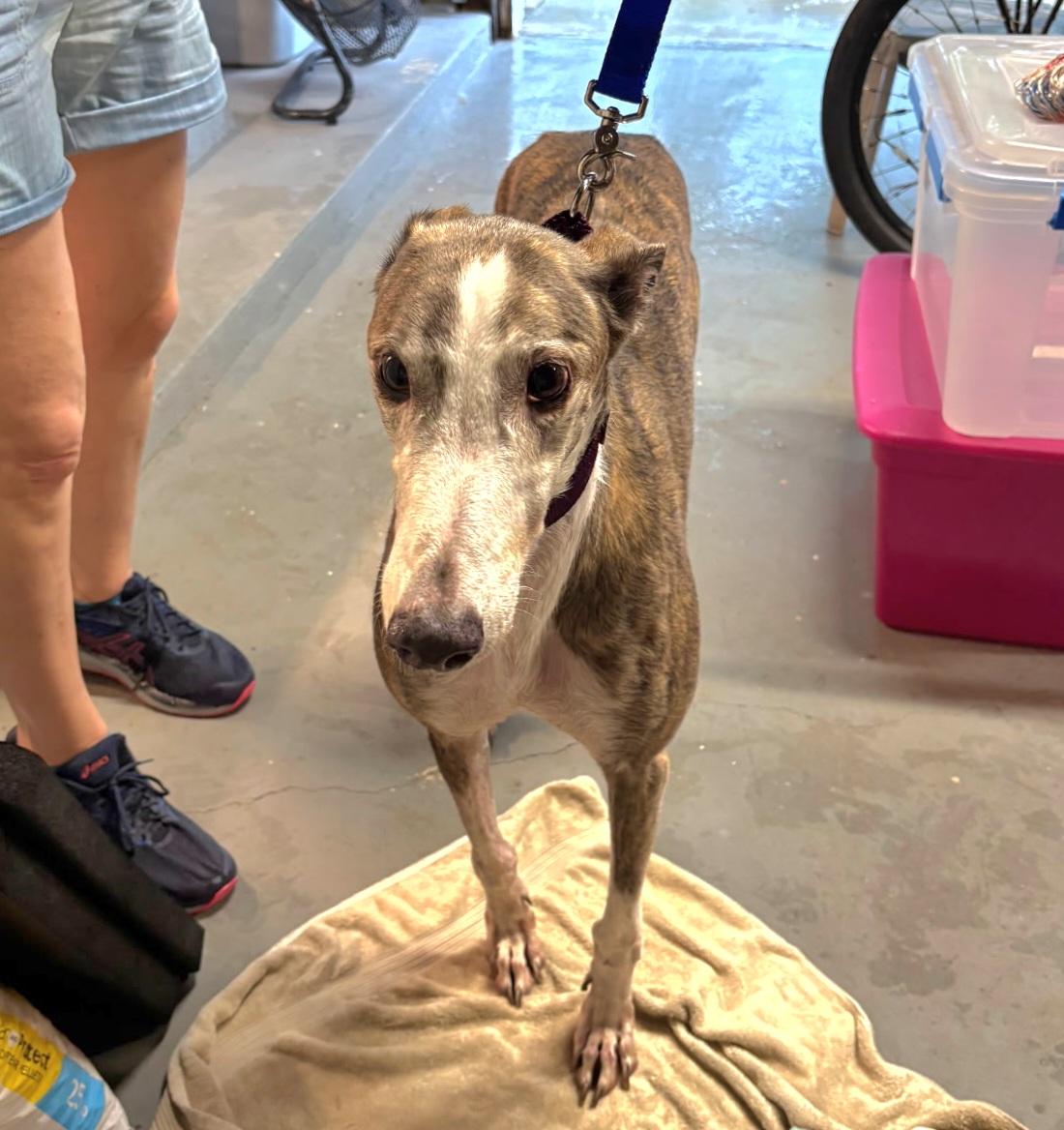 KB's Figaro (Figaro), Adoptable, Senior Male Greyhound.