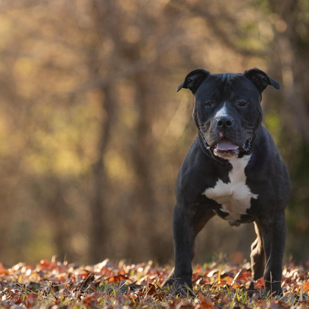 West Coast, Adoptable, Adult Male Mixed Breed.