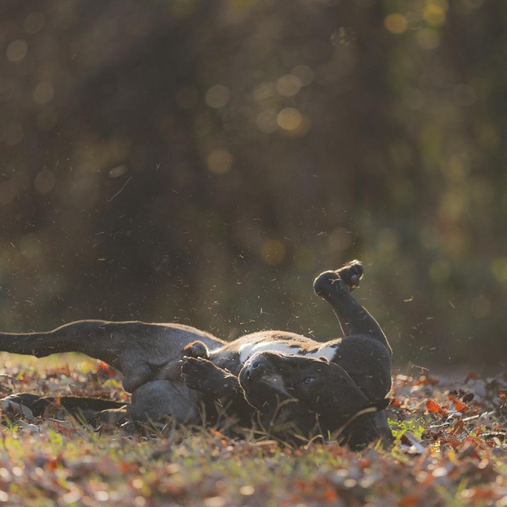 Enlarge West Coast, a Adoptable Mixed Breed in Rossville, GA image 1/6