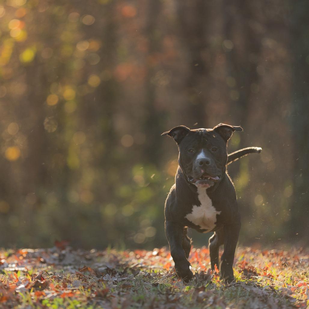 Enlarge West Coast, a Adoptable Mixed Breed in Rossville, GA image 2/6
