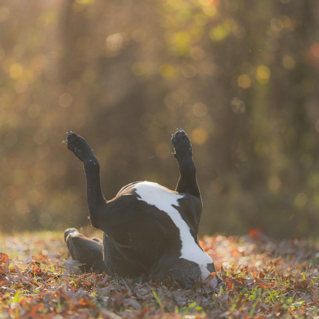 Enlarge West Coast, a Adoptable Mixed Breed in Rossville, GA image 3/6