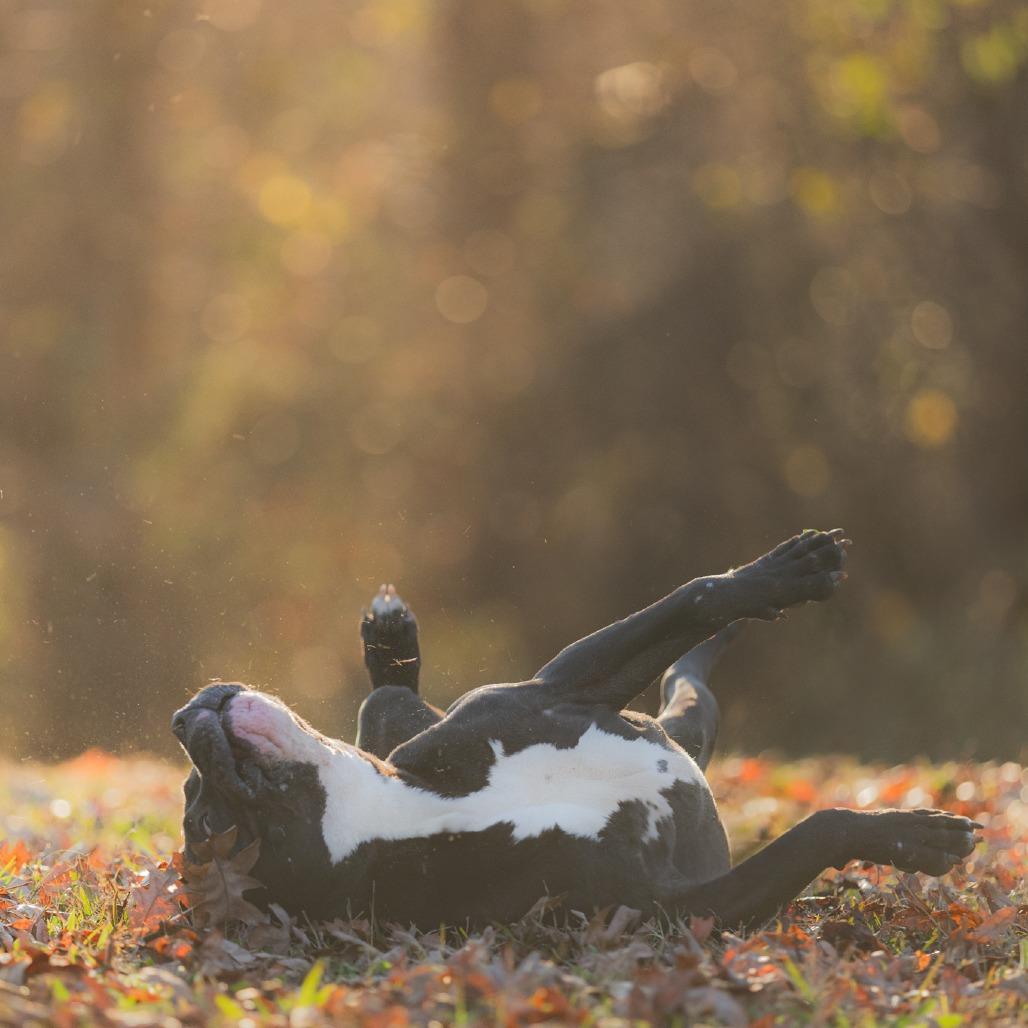 Enlarge West Coast, a Adoptable Mixed Breed in Rossville, GA image 4/6