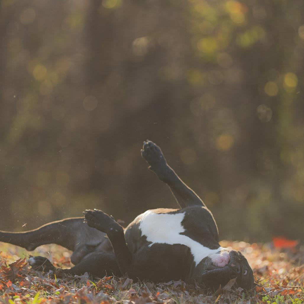 Enlarge West Coast, a Adoptable Mixed Breed in Rossville, GA image 6/6