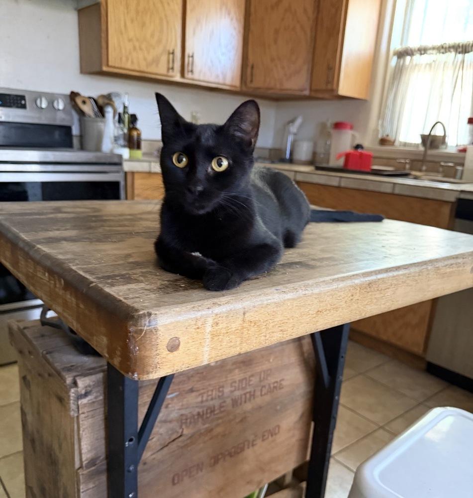 Enlarge Parker, a Adoptable Domestic Short Hair in Albuquerque, NM image 1/1