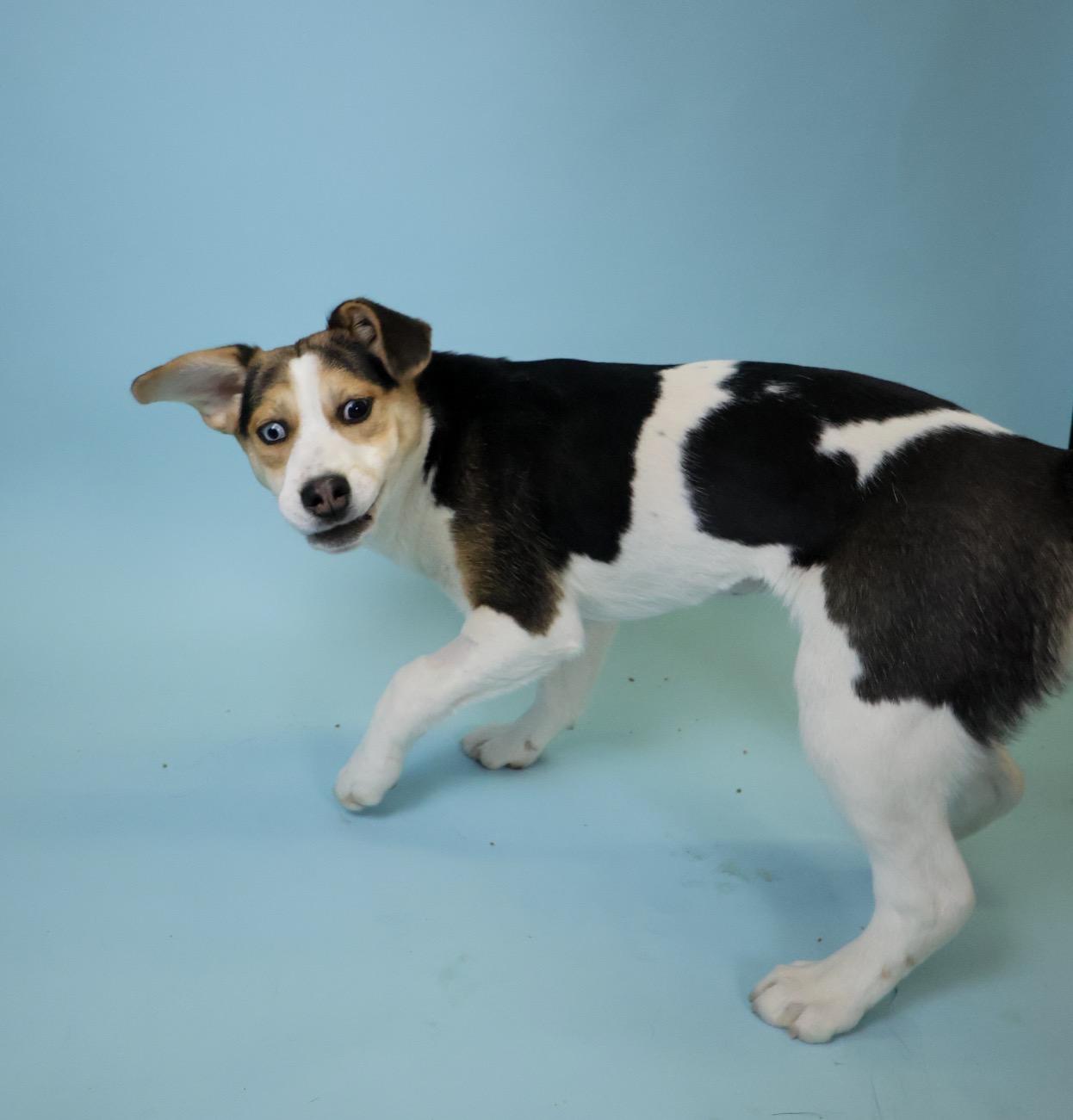 Brisket, Adoptable, Young Female Beagle.