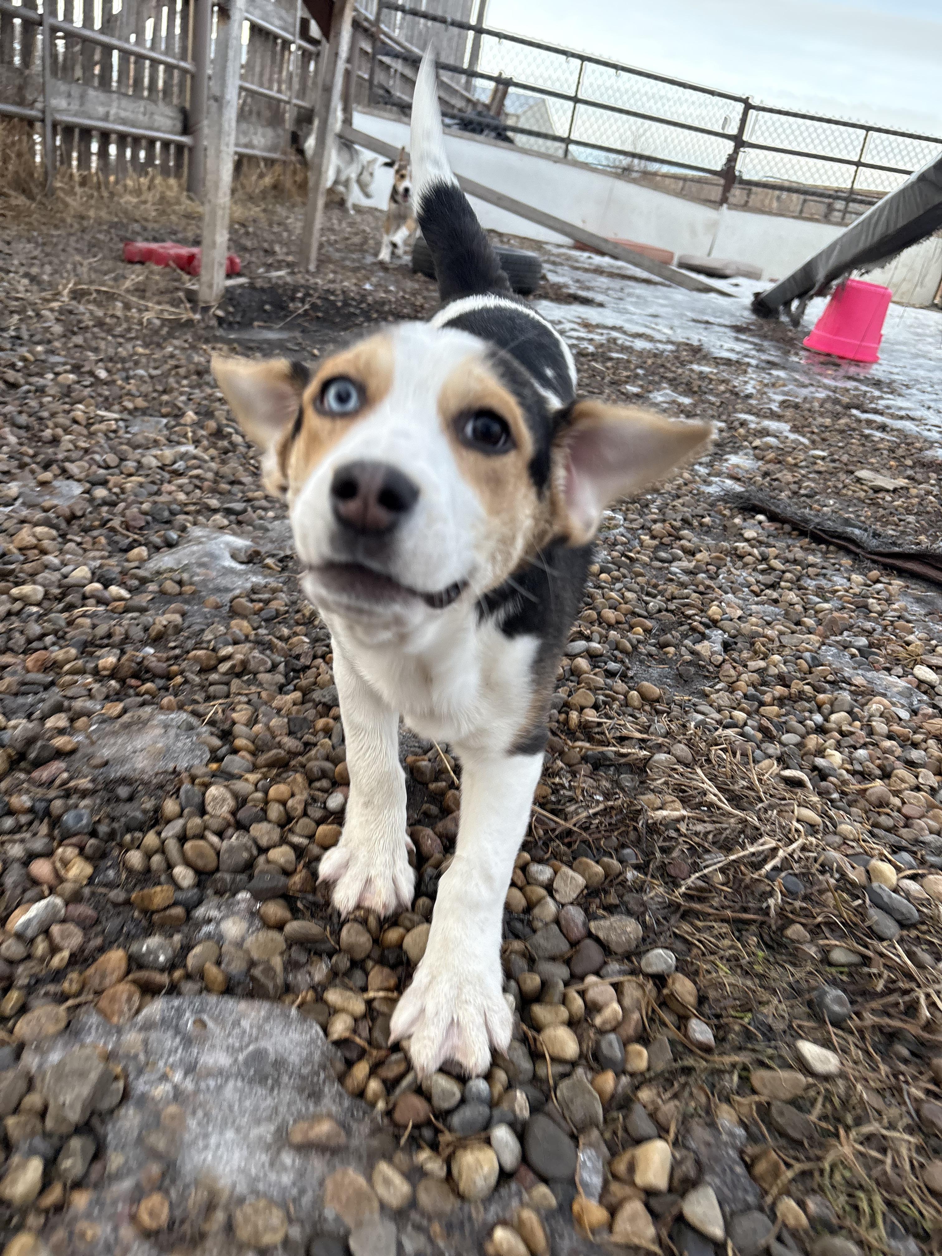 Brisket, a Adoptable mixed breed in Crossfield, AB image 2/4
