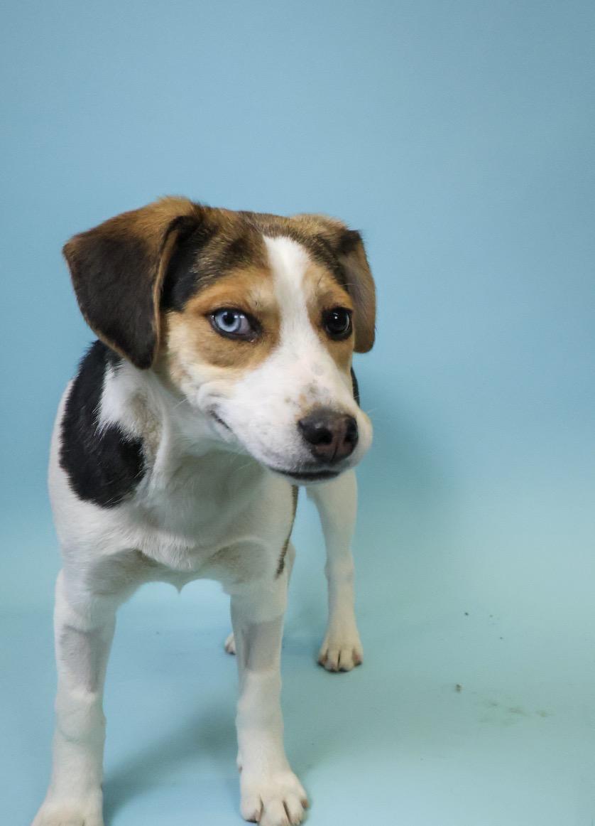 Brisket, a Adoptable mixed breed in Crossfield, AB image 3/4