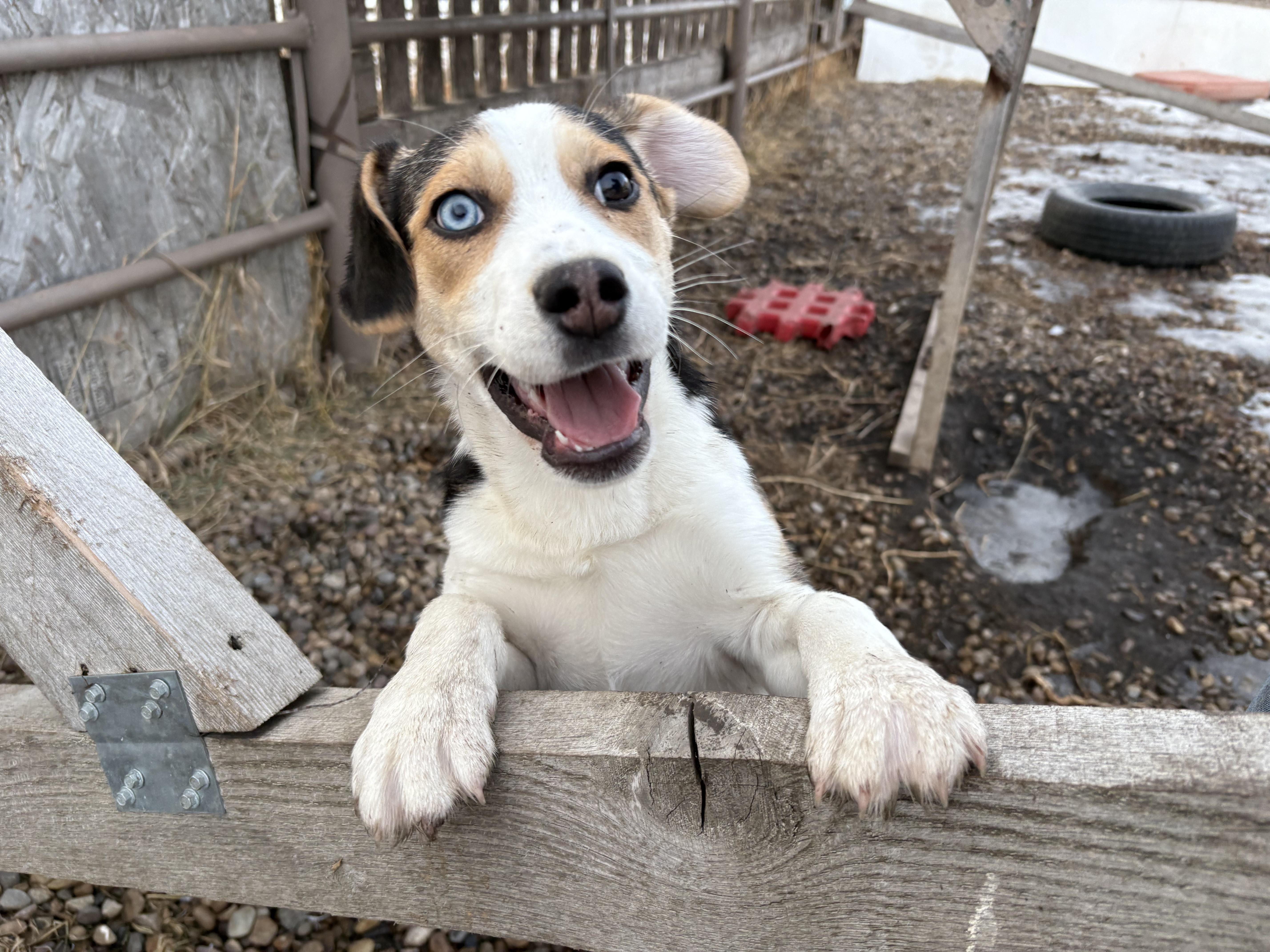 Brisket, a Adoptable mixed breed in Crossfield, AB image 4/4