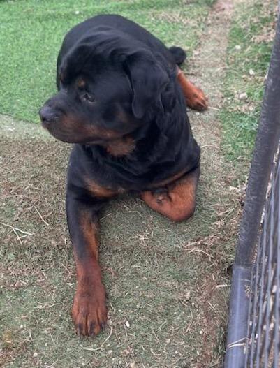 Enlarge GRUNDY, a ADOPTABLE Rottweiler in Oswego, IL image 3/3