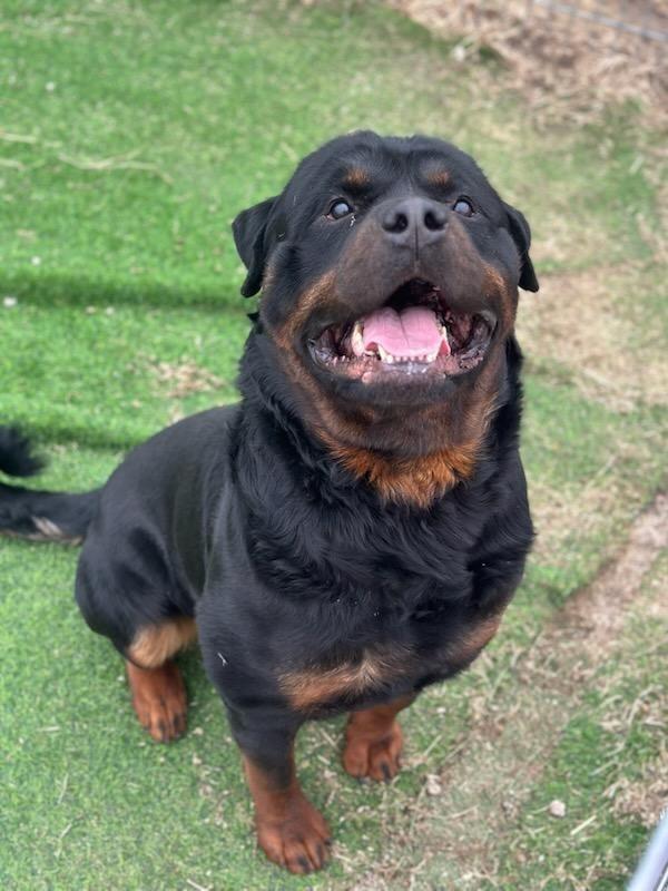 Enlarge GRUNDY, a ADOPTABLE Rottweiler in Oswego, IL image 1/3