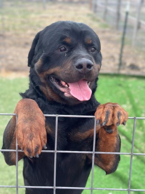 Enlarge GRUNDY, a ADOPTABLE Rottweiler in Oswego, IL image 2/3