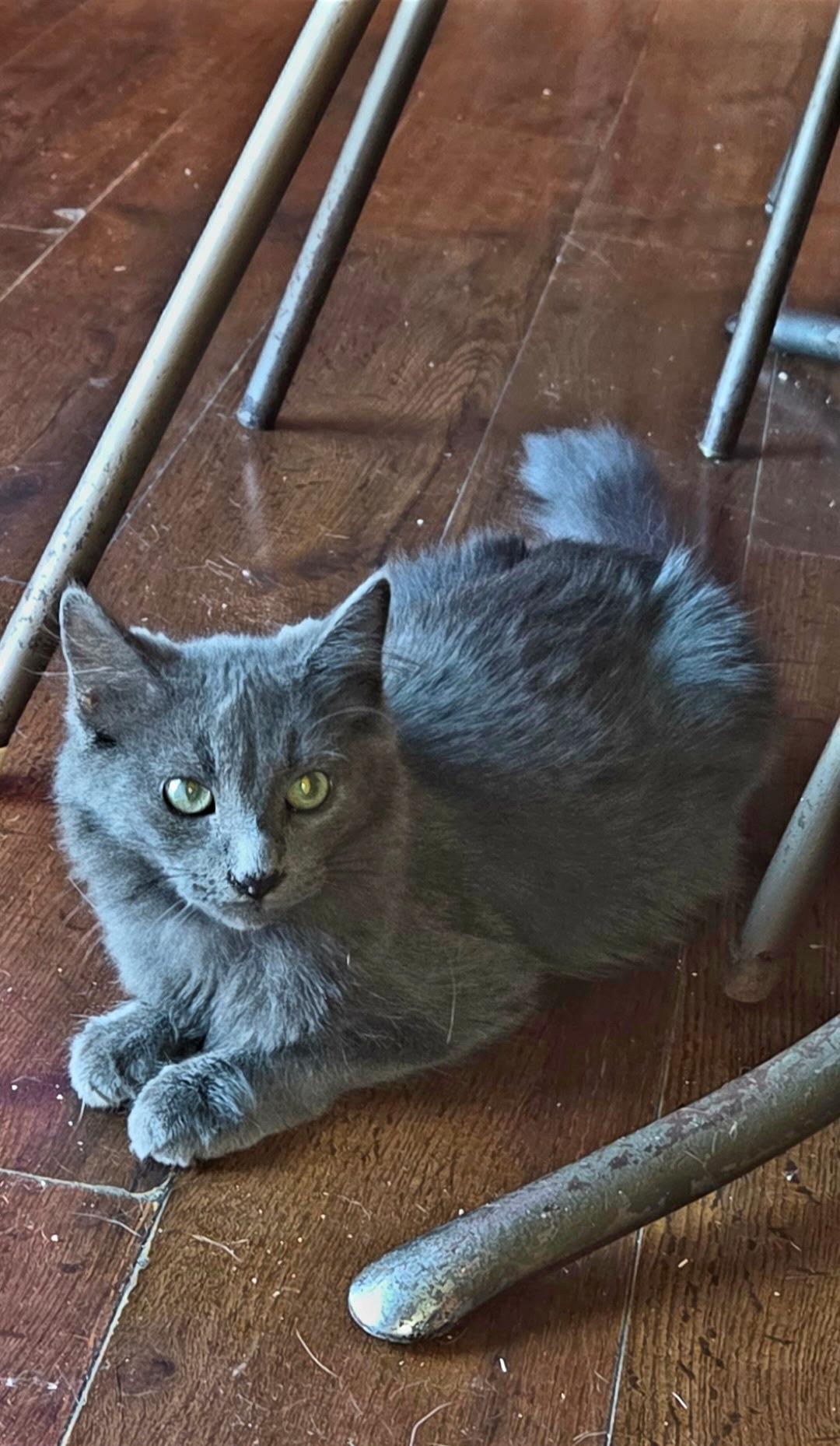 Yuri, Adoptable, Kitten Male Russian Blue.