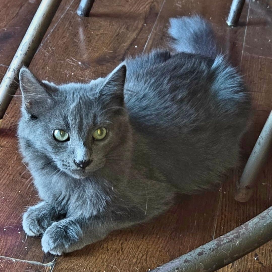 Enlarge Yuri, a Adoptable Russian Blue in Redding, CA image 1/1