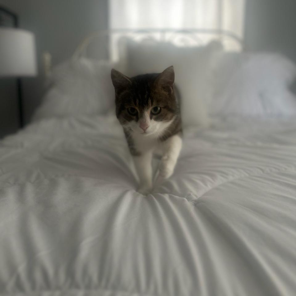 Enlarge Little Bit, a Adoptable Domestic Short Hair in Woodstock, VA image 1/6