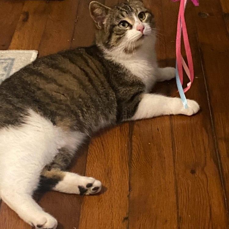 Enlarge Little Bit, a Adoptable Domestic Short Hair in Woodstock, VA image 2/6