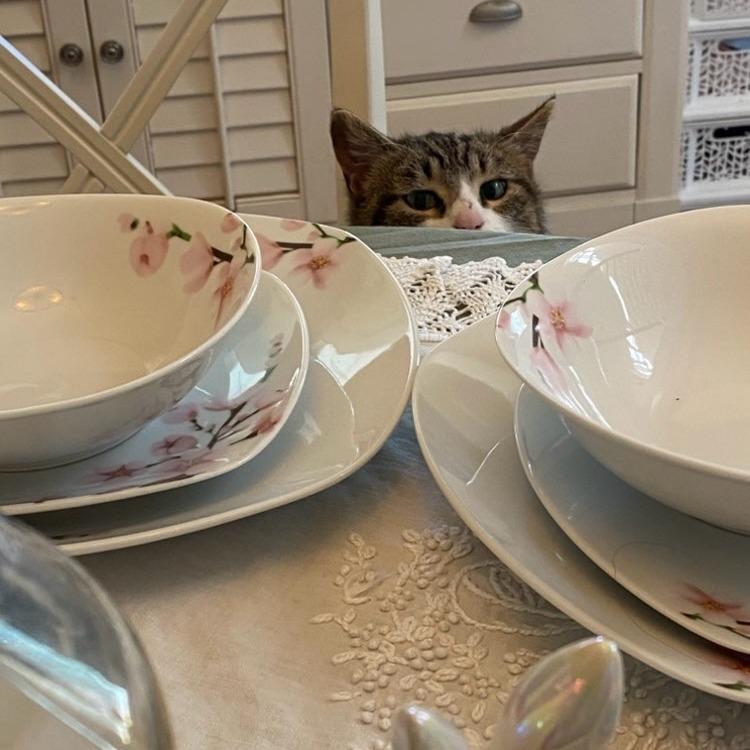 Enlarge Little Bit, a Adoptable Domestic Short Hair in Woodstock, VA image 3/6