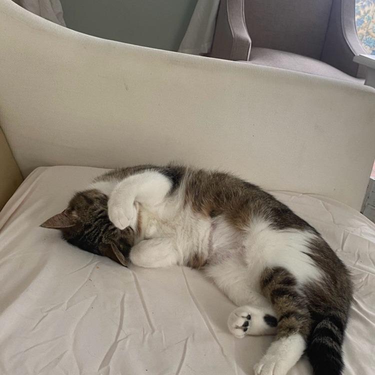 Enlarge Little Bit, a Adoptable Domestic Short Hair in Woodstock, VA image 4/6