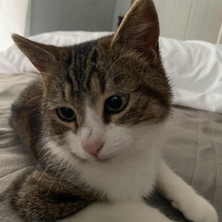 Enlarge Little Bit, a Adoptable Domestic Short Hair in Woodstock, VA image 5/6