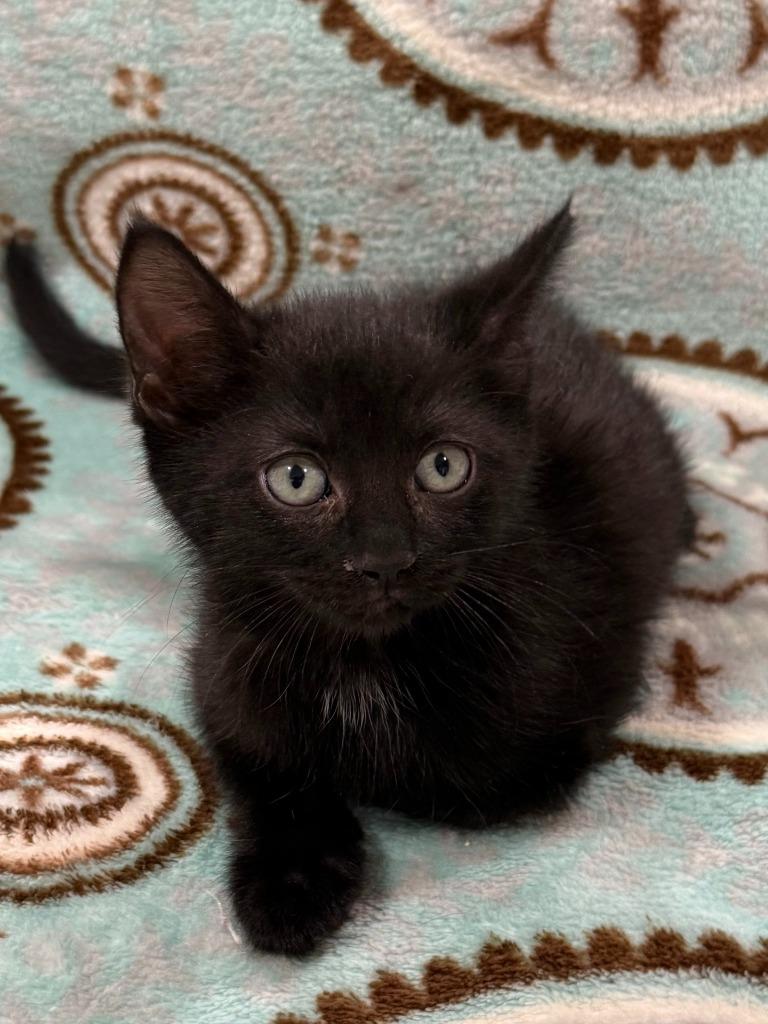 Rita, Adoptable, Kitten Female Domestic Short Hair.